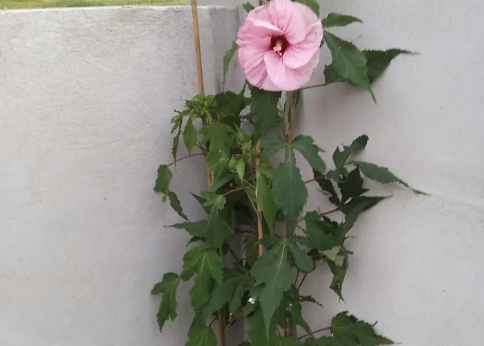 فندق مبيت وإفطار Le Chalange